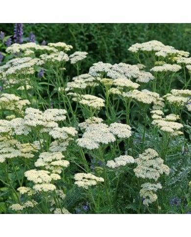 Achillée 'Credo' - Achillea  (Alexandra / Adobe Stock)