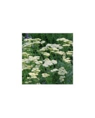 Achillée 'Credo' - Achillea  (Alexandra / Adobe Stock)