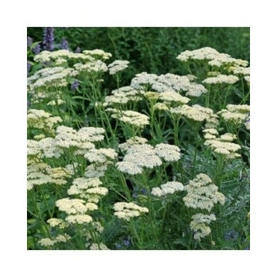 Achillée 'Credo' - Achillea  (Alexandra / Adobe Stock)