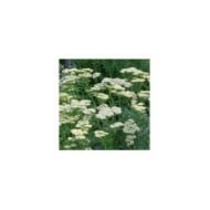 Achillée 'Credo' - Achillea  (Alexandra / Adobe Stock)