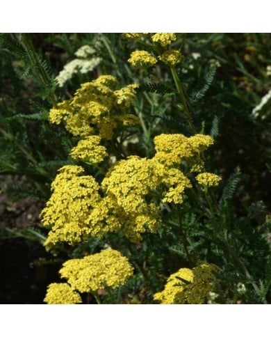 Achillée 'Credo' - Achillea  (Peter Oetelshofen / Adobe Stock)