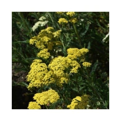 Achillée 'Credo' - Achillea  (Peter Oetelshofen / Adobe Stock)