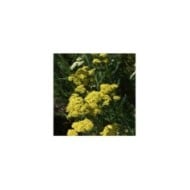 Achillée 'Credo' - Achillea  (Peter Oetelshofen / Adobe Stock)
