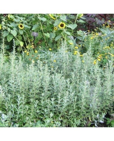 Artemisia ludoviciana 'Silver Queen' - Armoise (K M / flickr.com)