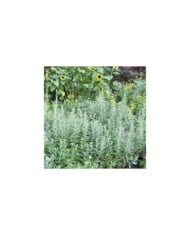 Artemisia ludoviciana 'Silver Queen' - Armoise (K M / flickr.com)