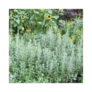 Artemisia ludoviciana 'Silver Queen' - Armoise (K M / flickr.com)