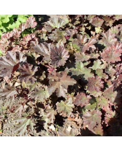 Heuchère 'Cappuccino' - Heuchera ( Aleksandrs Balodis / wikimedia.org)
