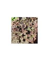 Heuchère 'Cappuccino' - Heuchera ( Aleksandrs Balodis / wikimedia.org)