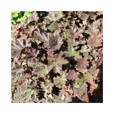 Heuchère 'Cappuccino' - Heuchera ( Aleksandrs Balodis / wikimedia.org)