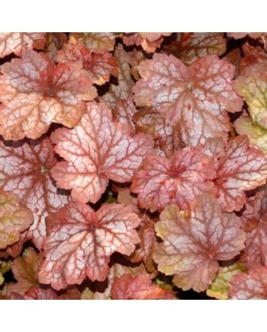 Heuchère 'Georgia Peach' - Heuchera (JAG IMAGES / Adobe Stock)