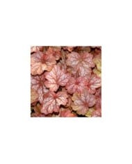 Heuchère 'Georgia Peach' - Heuchera (JAG IMAGES / Adobe Stock)