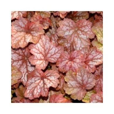 Heuchère 'Georgia Peach' - Heuchera (JAG IMAGES / Adobe Stock)