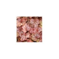 Heuchère 'Georgia Peach' - Heuchera (JAG IMAGES / Adobe Stock)