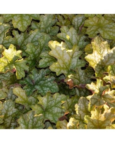 Heuchère 'Ginger Ale'® - Heuchera (JAG IMAGES / Adobe Stock)