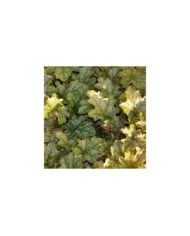 Heuchère 'Ginger Ale'® - Heuchera (JAG IMAGES / Adobe Stock)