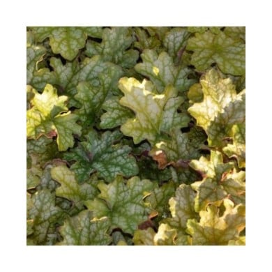 Heuchère 'Ginger Ale'® - Heuchera (JAG IMAGES / Adobe Stock)
