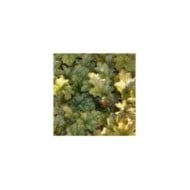 Heuchère 'Ginger Ale'® - Heuchera (JAG IMAGES / Adobe Stock)