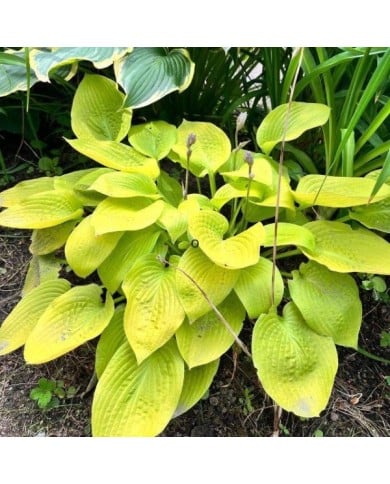 Hosta 'August Moon' (Helen Pitt / Adobe Stock)