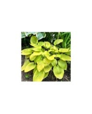 Hosta 'August Moon' (Helen Pitt / Adobe Stock)