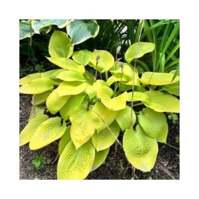 Hosta 'August Moon' (Helen Pitt / Adobe Stock)