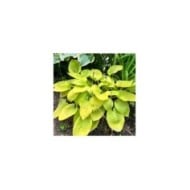 Hosta 'August Moon' (Helen Pitt / Adobe Stock)