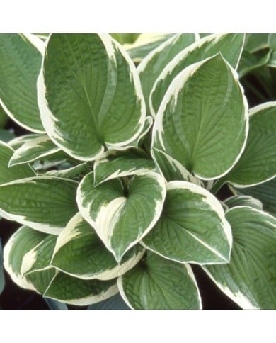 Hosta 'Francee' (Pépinières Lepage)