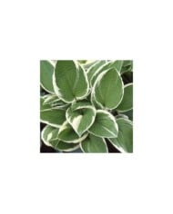 Hosta 'Francee' (Pépinières Lepage)