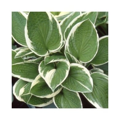 Hosta 'Francee' (Pépinières Lepage)