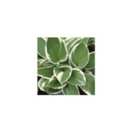 Hosta 'Francee' (Pépinières Lepage)