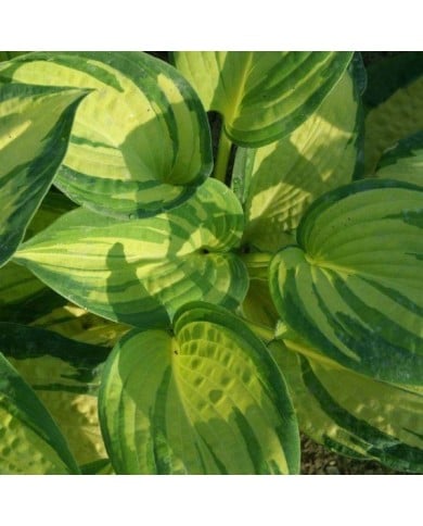 Hosta 'Great Expectations' (Pépinières Lepage)