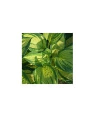 Hosta 'Great Expectations' (Pépinières Lepage)