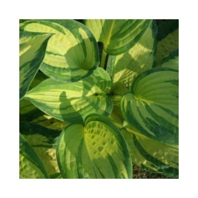 Hosta 'Great Expectations' (Pépinières Lepage)
