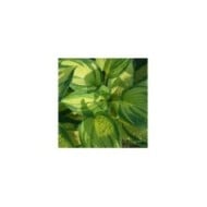 Hosta 'Great Expectations' (Pépinières Lepage)