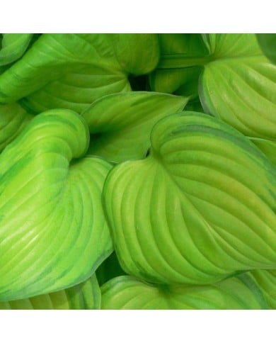 Hosta 'Guacamole' (Pépinières Lepage)