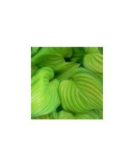 Hosta 'Guacamole' (Pépinières Lepage)