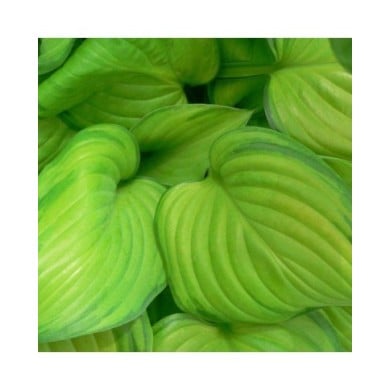 Hosta 'Guacamole' (Pépinières Lepage)