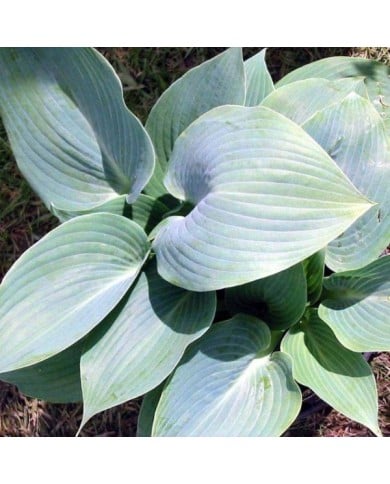 Hosta 'Halcyon' (Pépinières Lepage)