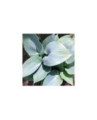 Hosta 'Halcyon' (Pépinières Lepage)