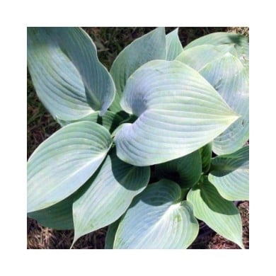 Hosta 'Halcyon' (Pépinières Lepage)