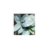 Hosta 'Halcyon' (Pépinières Lepage)