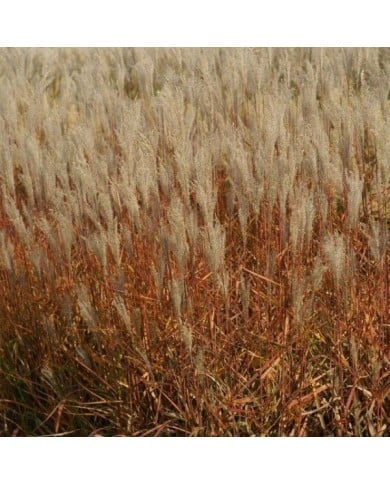 Miscanthus sinensis 'Adagio' (Pépinières Lepage)