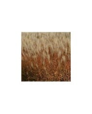 Miscanthus sinensis 'Adagio' (Pépinières Lepage)