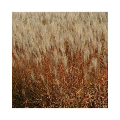 Miscanthus sinensis 'Adagio' (Pépinières Lepage)