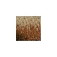 Miscanthus sinensis 'Adagio' (Pépinières Lepage)