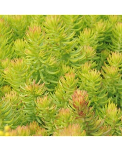 Sedum reflexum 'Angelina' (Pépinières Lepage)