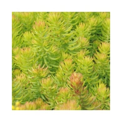 Sedum reflexum 'Angelina' (Pépinières Lepage)