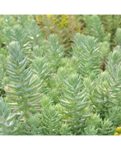 Sedum reflexum 'Glaucum' (Pépinières Lepage)
