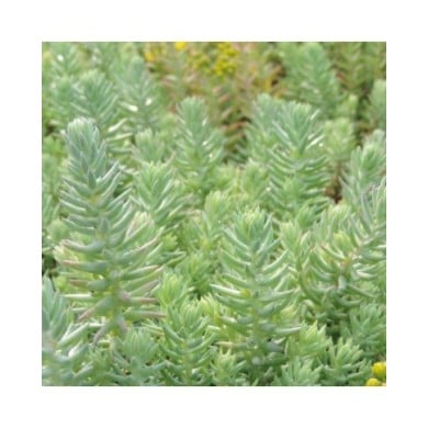 Sedum reflexum 'Glaucum' (Pépinières Lepage)