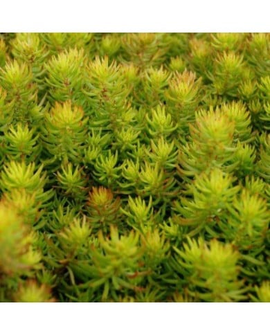Sedum reflexum 'Yellow Cushion' (Pépinières Lepage)