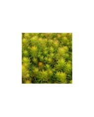 Sedum reflexum 'Yellow Cushion' (Pépinières Lepage)